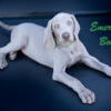 Emerald Boy - Silver Male Weimaraner - Ohio 44090- Ready for home