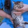 Cherokee Mountain Bobtail Kittens have arrived!