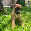 Male cane corso puppy