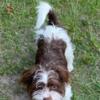 Adorable Shorkie Puppy