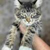 Mainecoon females 