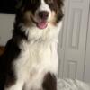 Rehome: Cute Australian Shepherd Puppy