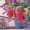 A Stunning Pair Of  Pink Bourkes  Very sweet birds! 