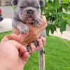 Lilac and Tan frenchie female!