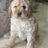 Mini Goldendoodle Beckham