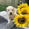 Akc Golden Retriever Puppys