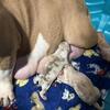 Merle Female Bully available now