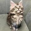 TICA - Polydactyl Black Silver Tabby 12 weeks