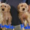 Yorkie Mix Puppies. Adorable