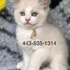 9 Week Ragdoll Kittens