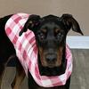Rehoming European Doberman