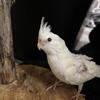 Baby, HAND RAISED, FEMALE , ALBINO COCKATIEL! PAYNESVILLE MN $350