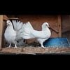 Beautiful white Fantails