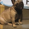 Female French Bulldog