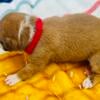 BOXER PUPPIES FOR SALE in Ironton, Ohio