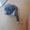 Blue nose pities