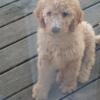 5 Golden doodle puppies for sale. 12 weeks old. Standard size. Blonde, white, and brown fur. Vaccinated and dewormed