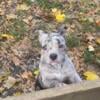 American Merle bully puppy