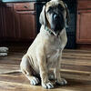 English mastiff puppy