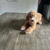 Purebred Toy poodle male