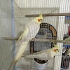 3 Cockatiels 1 Male 2 Females (Free Cage)