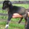 2024 Nigerian Dwarf Goat doelings still available