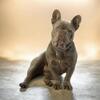 Akc Isabella