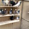 Pigeons Need a Home