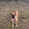 11 Month Old Female Boerboel Ready for Her Forever Home