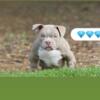 Lilac male bully pup