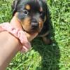 1 Male Rottweiler puppy left