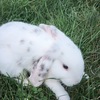 Mini lop bunnies