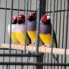 Blue and yellow back Gouldian Finches