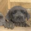 7 Weeks Old Dual Registered AKC/ICCF Cane Corso Puppy! Last 1