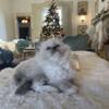 Blue Mitted Female Ragdoll