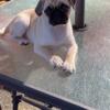 CKC Registered Purebred Female Pug