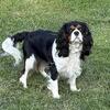 AKC Cavalier King Charles Spaniel (for Stud)