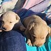 Scottish Terrier pups