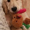 Female English cream Goldendoodle