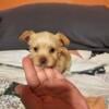 Light golden yorkie tiny boy WOW