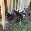 Russian Orloff Cockerels (6 month old roosters)