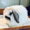 Baby American Fuzzy Lop