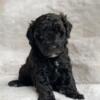 Miniture Goldendoodle F2b - Female