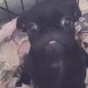 Blk pug puppy