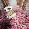 Holland Lop Baby Bunny Rabbits  Purebred Holland Lop Bunnies  Sweet Babies Quality Dwarf Rabbits