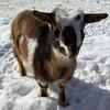 ADGA Nigerian Dwarf Doelings