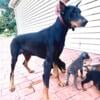 Doberman pinscher puppies