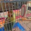 Beautiful female lovebird one year old. Parents are registered