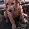 AKC Golden Retrievers Beautiful Only 1 Female Left And 2 Males  4 Months  Old (Salisbury NC)