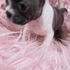 BEAUTIFUL BOSTON TERRIER FEMALE